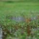 spring rain can turn a dry foundation into a soggy drama