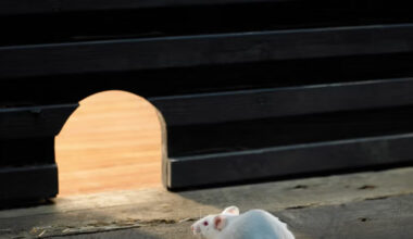 what you really pay to kick mice out of your house in 2025