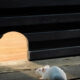 what you really pay to kick mice out of your house in 2025