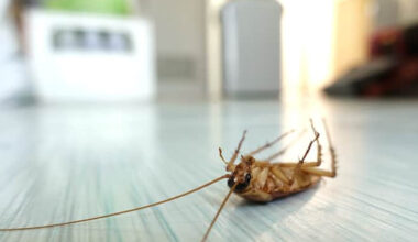 why roaches never leave on your schedule
