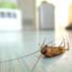 why roaches never leave on your schedule