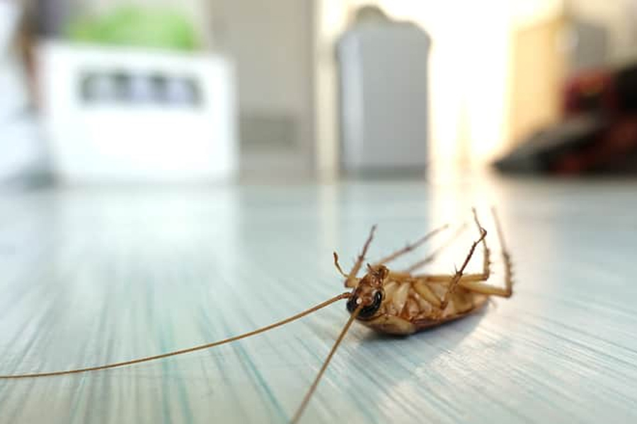 why roaches never leave on your schedule