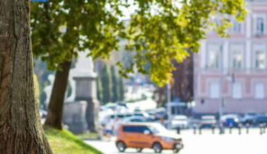 How Tree Services Can Improve Stormwater Management