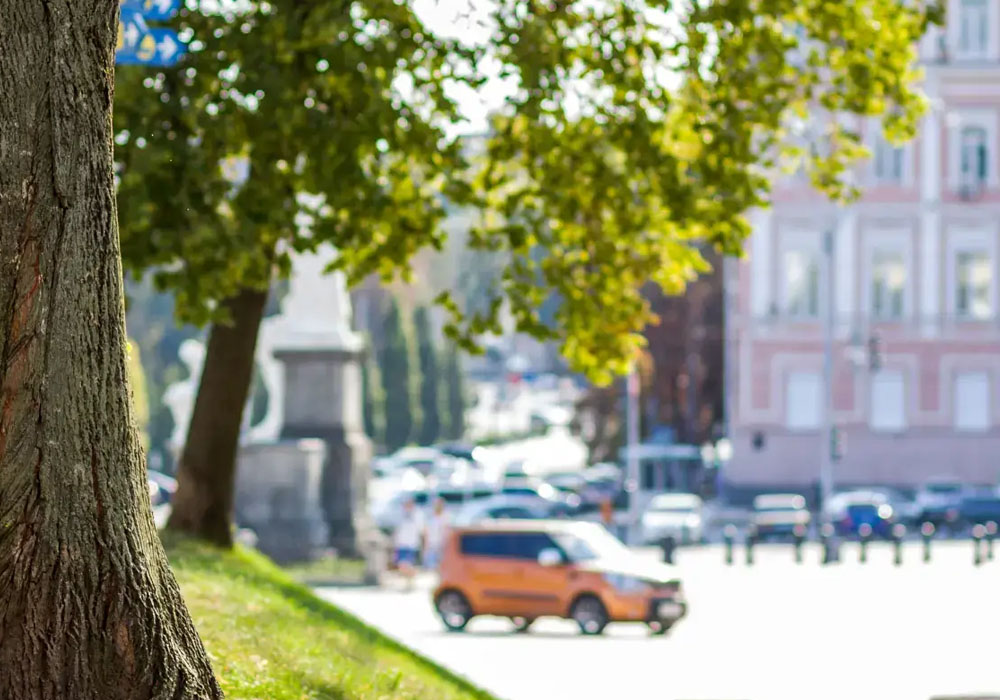 How Tree Services Can Improve Stormwater Management