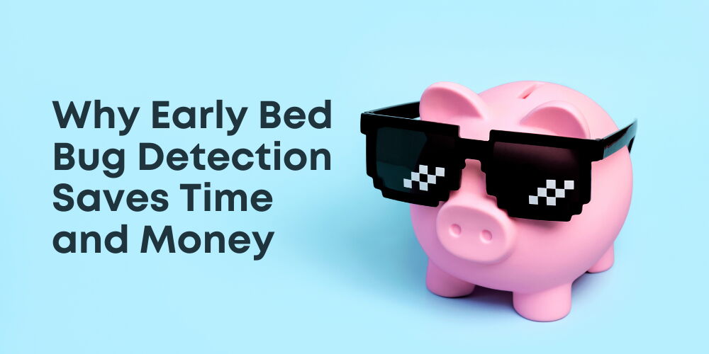 Why Early Bed Bug Detection Saves Time and Money