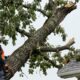 5 Nashville Storm Recovery Resources That Work Together After Tree Damage